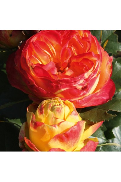 Троянда-хамелеон Вулканіка - кулясті жовто-червоні бутони